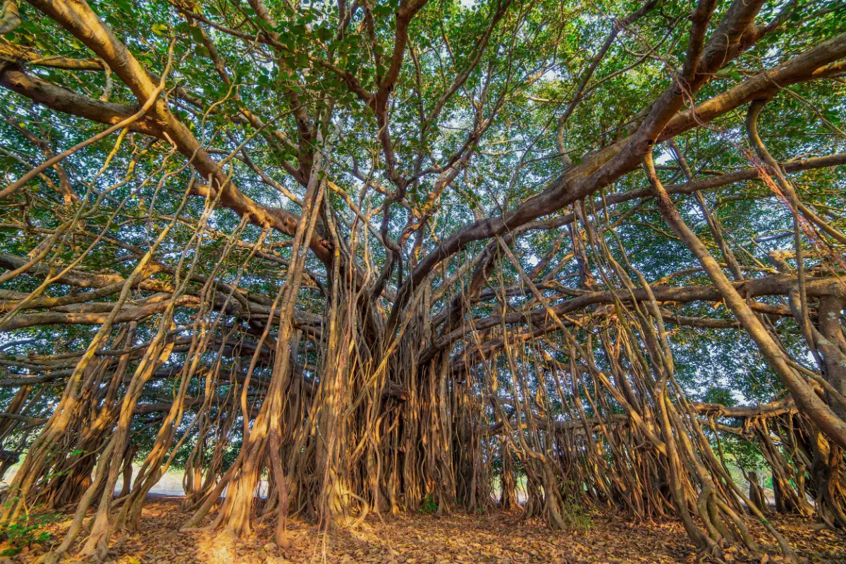 Architectural aerial roots and spreading branches of a mature banyan